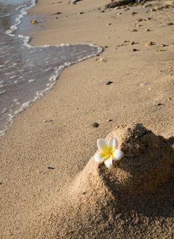 frangipani on sand beach and sea wave