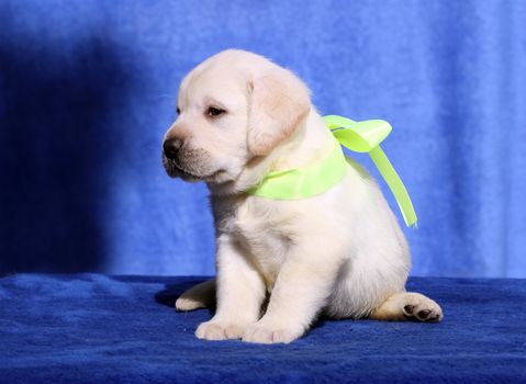 nice yellow labrador puppy sitting on blue background