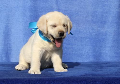 cute little yellow labrador puppy laying on blue background
