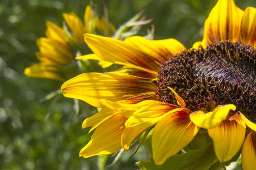 sunflowers in the garden (Helianthus)