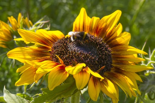 sunflowers in the garden (Helianthus)