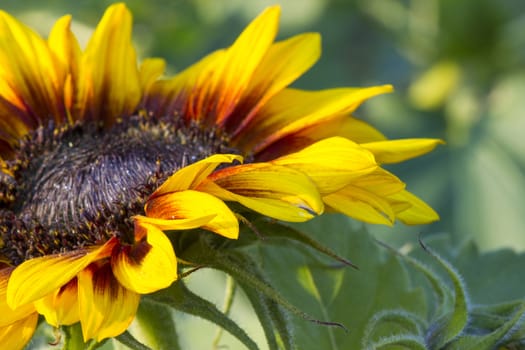 sunflower in the garden (Helianthus)