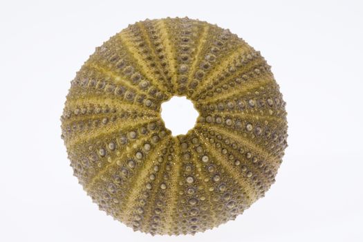 skeleton of sea shell green  echinoidea isolated on white background- macro