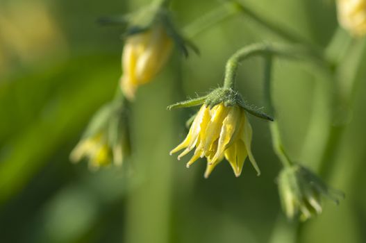 Blossoming tomato plant in the garden