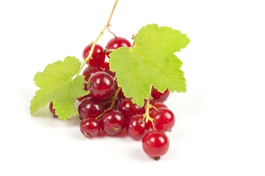 Ripe red currants close up isolated on white