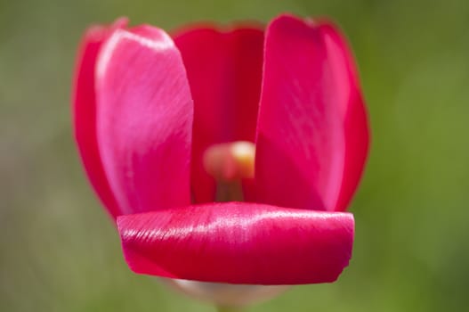 Blossoming red tulip close up on green background