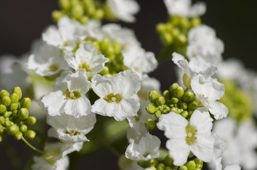 Blossoming horseradish (Armoracia rusticana) plant close up