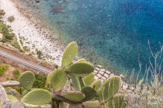 Opuntia ficus-indica and blue mediterranean sea on the background, Italy