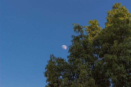 Scenery with moon on blue sky and lone green tree.
