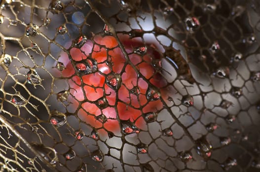 Dried Physalis lantern (cape gooseberry) close up