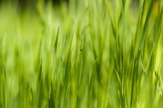 Background of a green grass