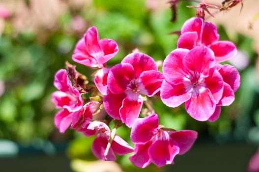 A pink flower in a meadow