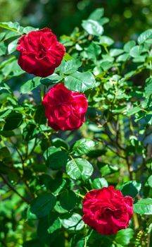 Three red roses in a garden