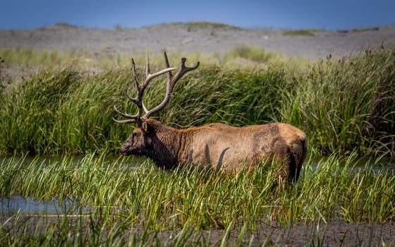 Bull Elk Grazing for Food, Color Image, Northern California, USA