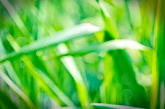 Green fresh grass bathed in sunlight. Nature in summer. Bokeh picture.