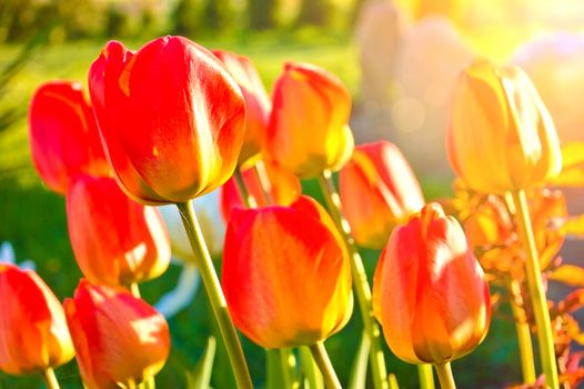 Blooming flowers in the green grass at spring. Nature and spring background.