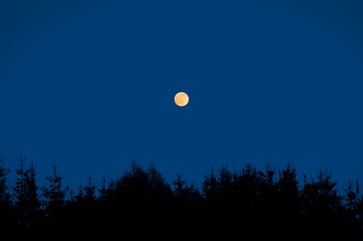 Full moon on the sky over trees. Night scene. 