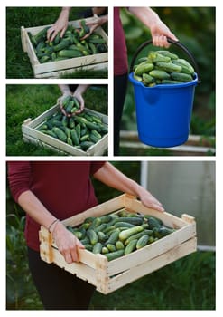 Cucumbers harvest collage.Locavore movement, clean eating,organic agriculture, local farming,growing concept. Selective focus