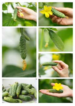 Cucumbers picking collage.Locavore, clean eating,organic agriculture, local farming,growing concept. Selective focus