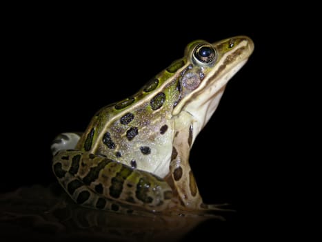 A leopard frog isolated from its environment.