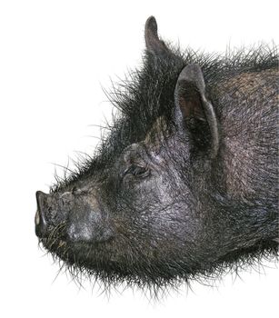 Photo-Illustration of a hairy hog.