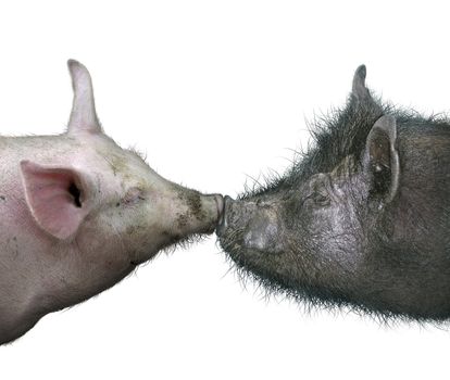 Two pigs kissing.