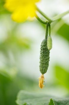 Tiny cucumber. Locavore, clean eating,organic agriculture, local farming,growing,harvesting concept. Selective focus on biggest cucumber