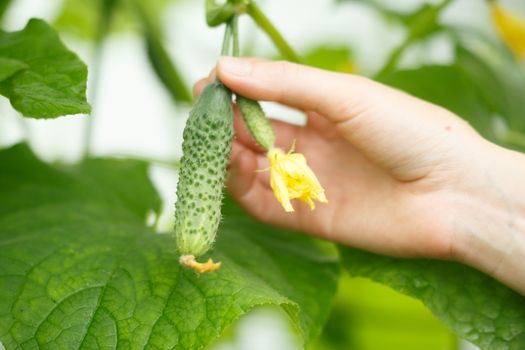 Female hands holding tiny cucumber. Locavore, clean eating,organic agriculture, local farming,growing,harvesting concept. Selective focus on cucumber