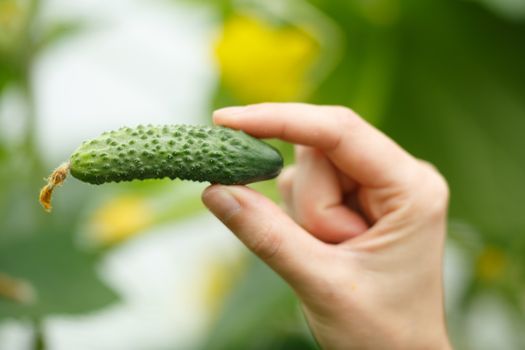 Female hands holding tiny cucumber. Locavore, clean eating,organic agriculture, local farming,growing,harvesting concept. Selective focus on cucumber