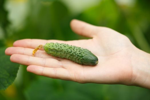 Female hands holding tiny cucumber. Locavore, clean eating,organic agriculture, local farming,growing,harvesting concept. Selective focus on cucumber