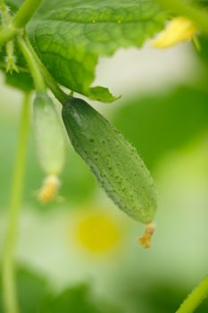 Female hands holding tiny cucumber. Locavore, clean eating,organic agriculture, local farming,growing,harvesting concept. Selective focus on cucumber, extremely shallow depth of field