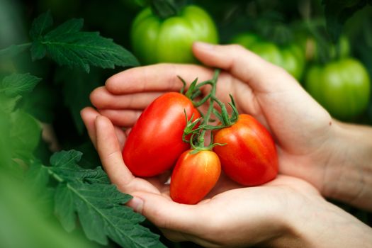 Female hands holding ripe tomatoes bunch against ripening tomatoes background. Locavore, clean eating,organic agriculture, growing,harvesting concept