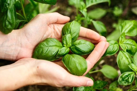 Female hands holding basil leaves. Locavore, clean eating,organic agriculture, growing,harvesting concept