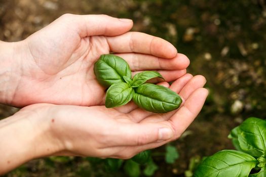 Female hands holding basil leaves. Locavore, clean eating,organic agriculture, growing,harvesting concept