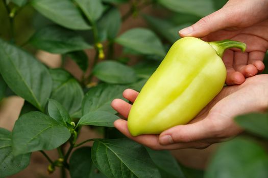 Female hands gathering bell peppers harvest