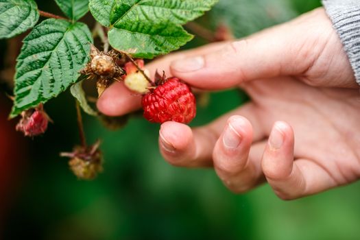 Raspberry picking. Female hands gathering organic raspberries on a rainy day. Selective focus,very shallow depth of field