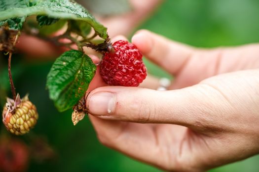 Raspberry picking. Female hands gathering organic raspberries on a rainy day. Selective focus,very shallow depth of field