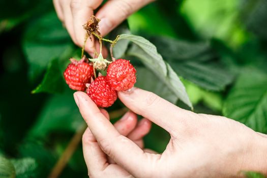 Raspberry picking. Female hands gathering organic raspberries on a rainy day. Selective focus,very shallow depth of field