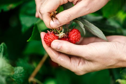 Raspberry picking. Female hands gathering organic raspberries on a rainy day. Selective focus,very shallow depth of field