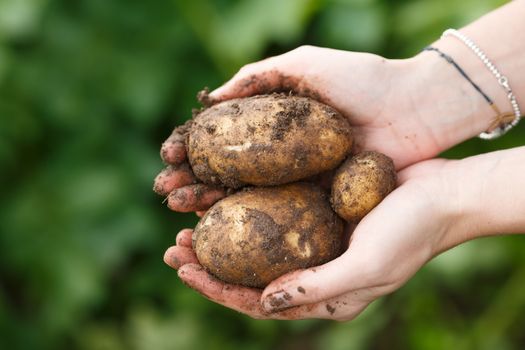 Potato harvesting. Female hands holding potatoes straight from the field. Locavore, clean eating,organic agriculture, local farming,growing concept. Selective focus