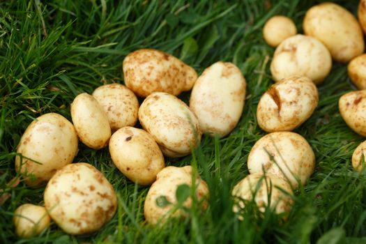 Potato harvesting. Freshly gathered and washed potatoes drying on the grass. Locavore, clean eating,organic agriculture, local farming,growing concept. Selective focus