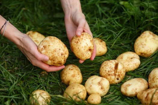 Potato harvesting. Female hands grabs washed potatoes from the grass. Locavore, clean eating,organic agriculture, local farming,growing concept. Selective focus