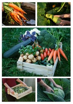 Harvesting collage. Locavore movement, clean eating,organic agriculture, local farming,vegetable growing,harvesting concept.