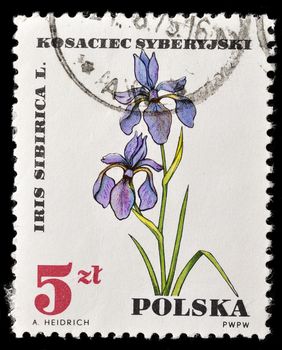 POLAND - CIRCA 1967: A stamp printed in POLAND shows image of a Iris Sibirica, circa 1967.