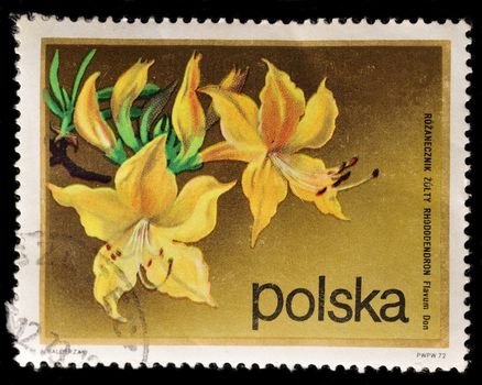 POLAND - CIRCA 1972: A Stamp printed in Poland shows a series of images "Garden flowers", circa 1972