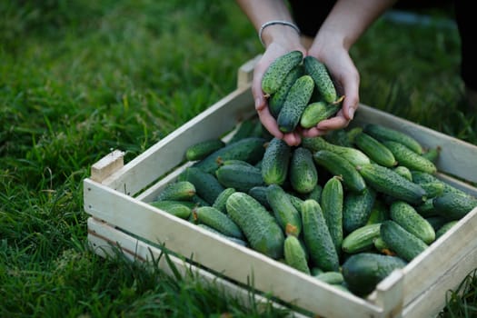 Woman holding a  freshly harvested cucumbers. Locavore movement, local farming, harvesting concept