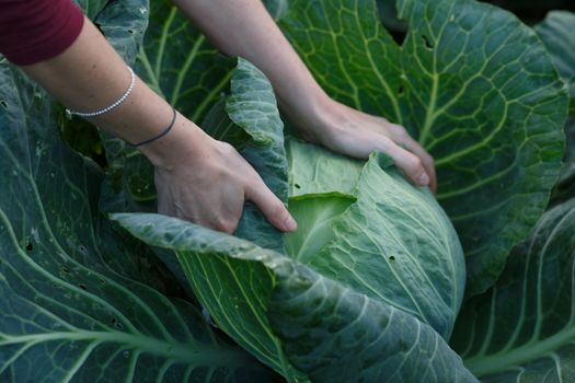Woman picking cabbage head. Locavore movement, local farming, harvesting concept