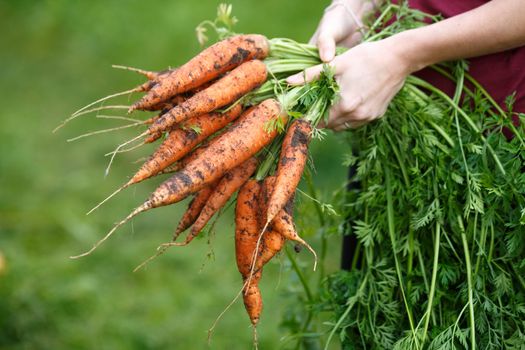 Woman holding a freshly dug carrots. Locavore movement, local farming, harvesting concept