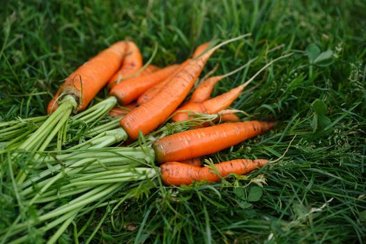 Freshly harvested and washed carrots drying on a green grass. Locavore movement, local farming, harvesting concept