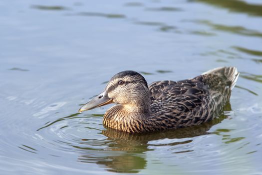 Shot of the wild duck floating on the water